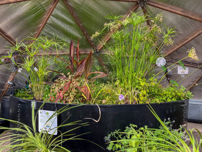 Dome Science: Above Ground Pond acting as a thermal mass in a greenhouse