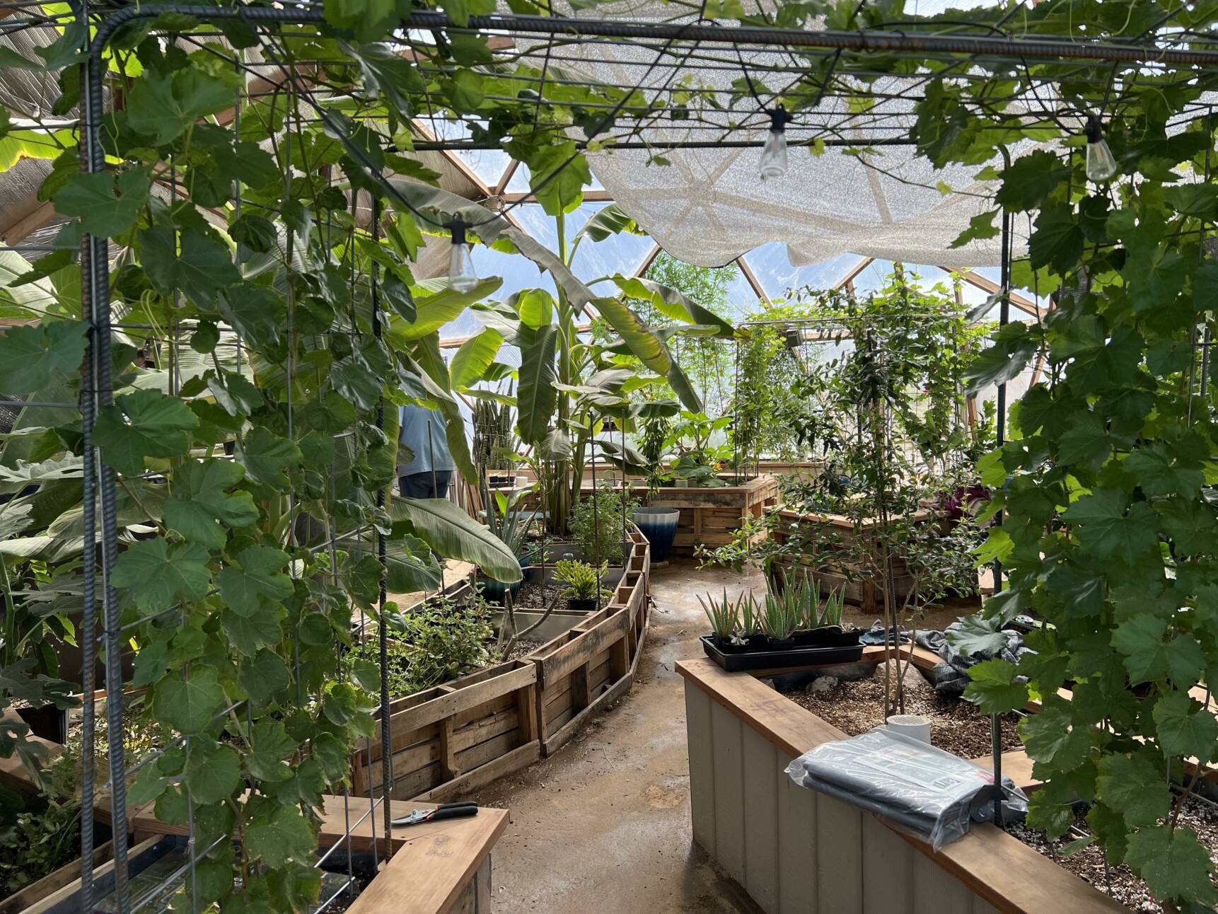 Growing Bananas In a Greenhouse All-Year : Growing Spaces Greenhouses