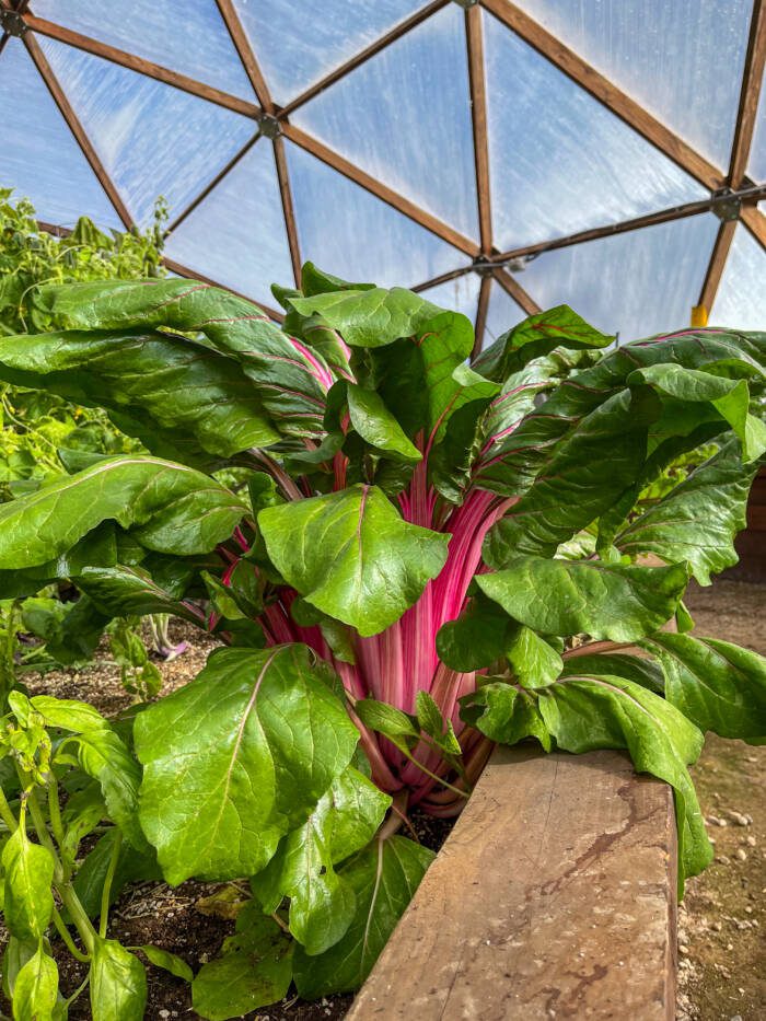 Chard plant growing in Growing Dome greenhouse