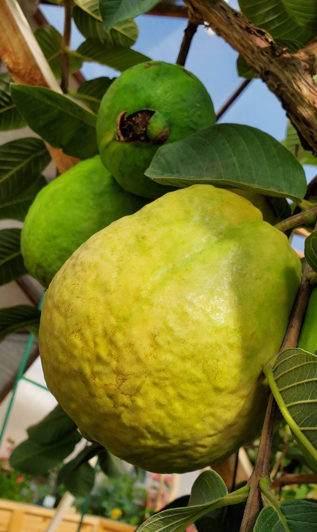 Up close photo of a RipePink Guava Growing on a Guava Tree