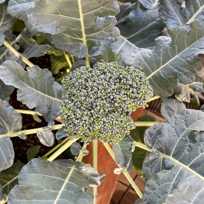 Broccoli growing for food bank donation