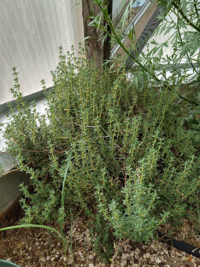 Thyme Growing in a greenhouse all year round