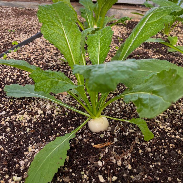 turnip growing in a Growing Dome greenhouse