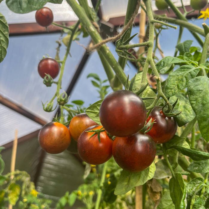 greenhouse tomatoes in a Growing Dome