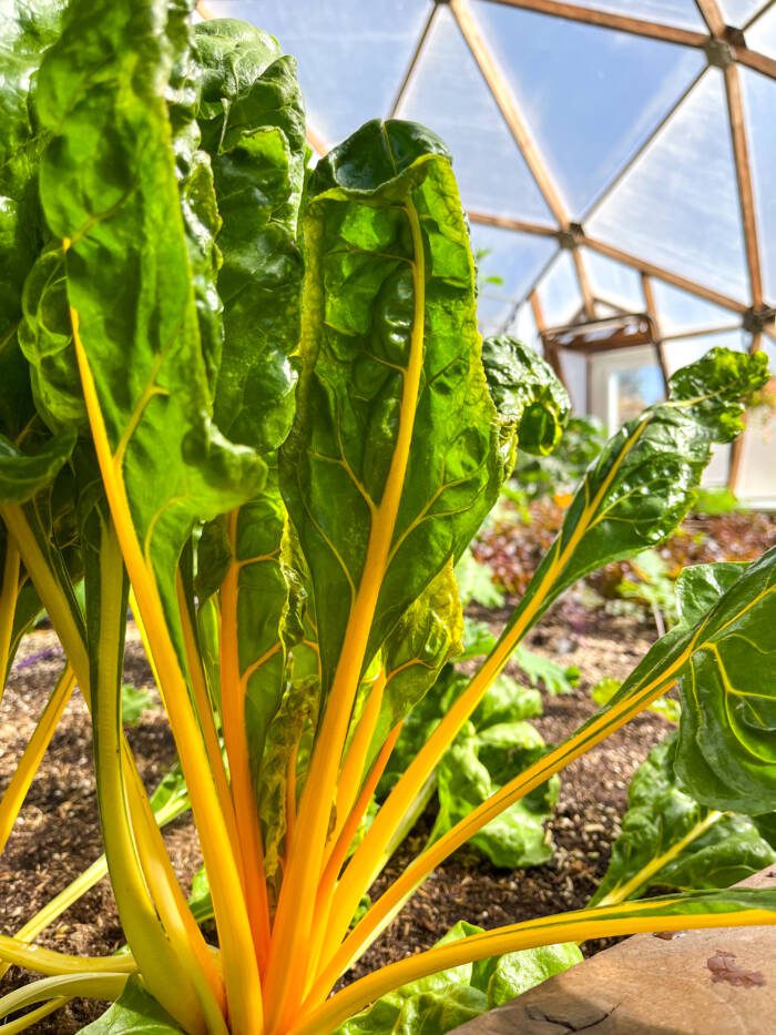 yellow chard growing in a greenhouse