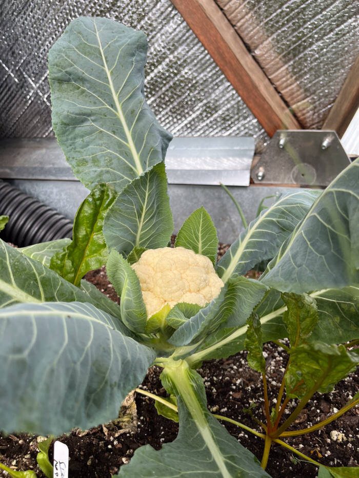 greenhouse grown cauliflower