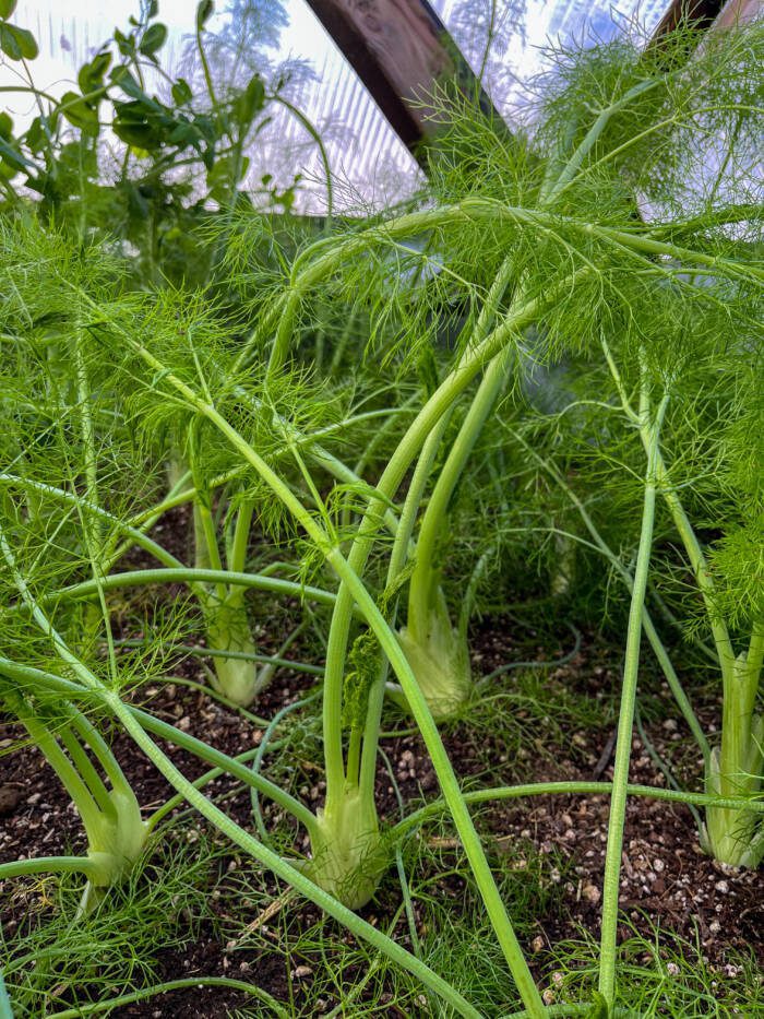 fennel growing in a Growing Dome greenhouse