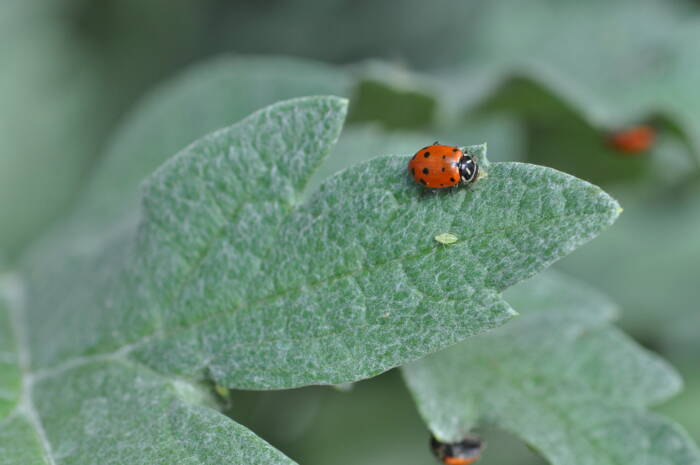 Ladybug in dome greenhouse