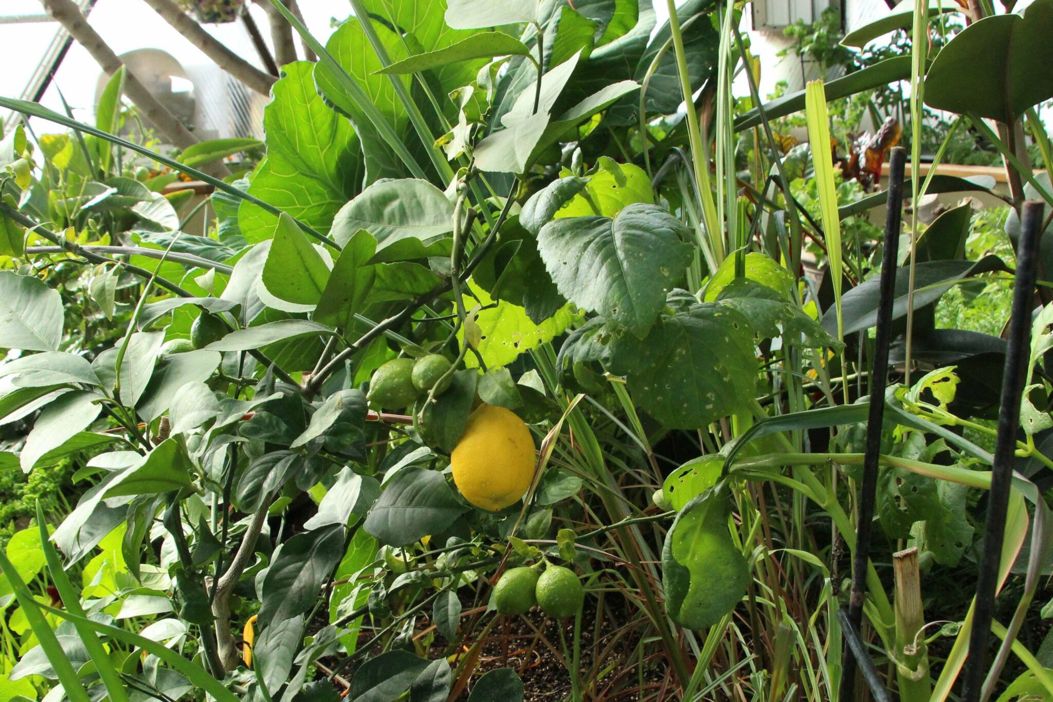 Lemon tree in dome