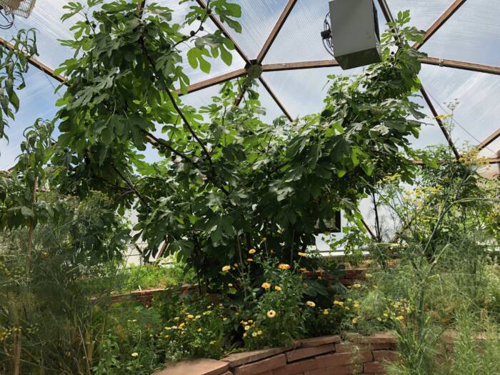 baby fig tree growing in a greenhouse