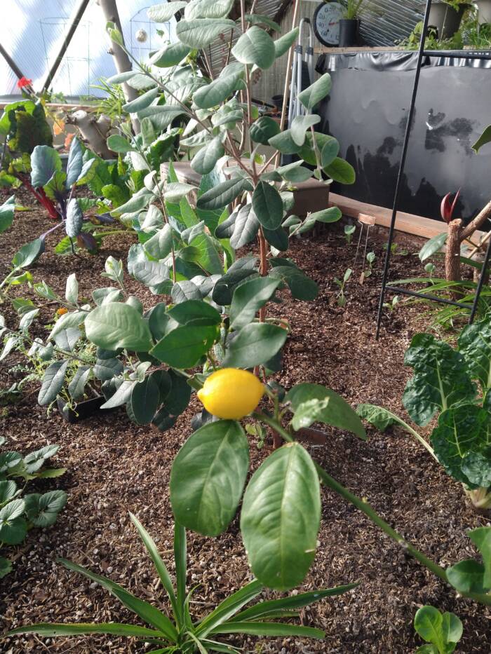 growing Lemons in Growing Spaces dome