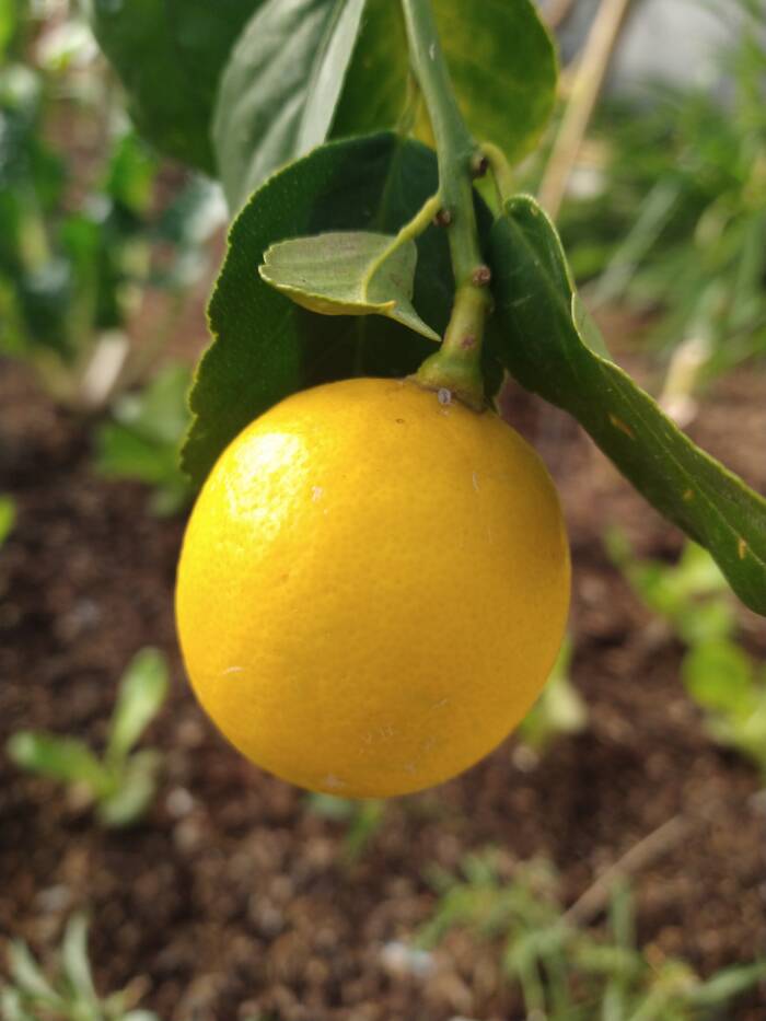 Lemon in Growing Dome