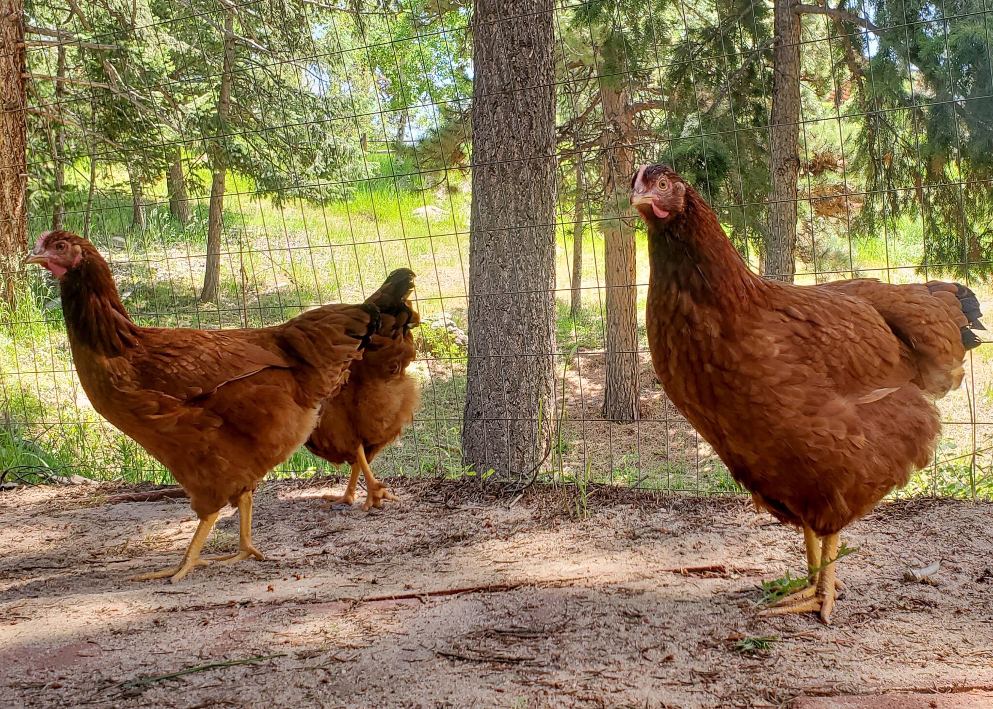 Backyard Chickens