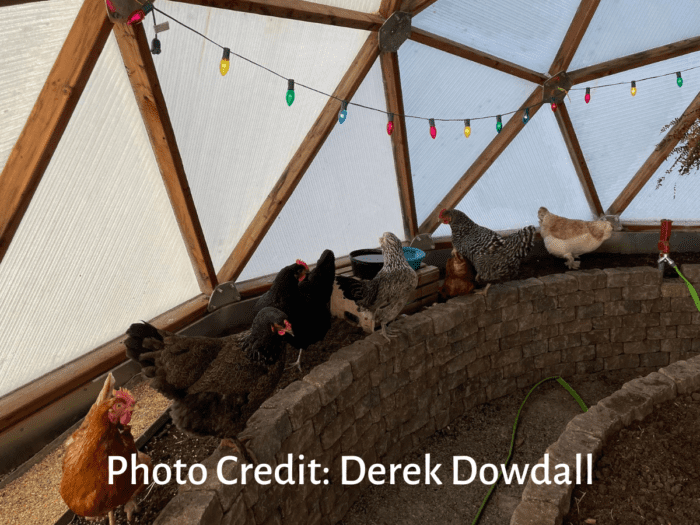 Chickens in a greenhouse escaping subzero temperatures outside