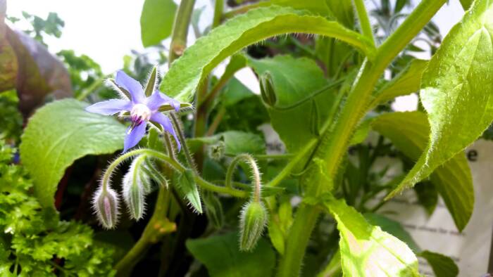 borage flower growing in a greenhouse