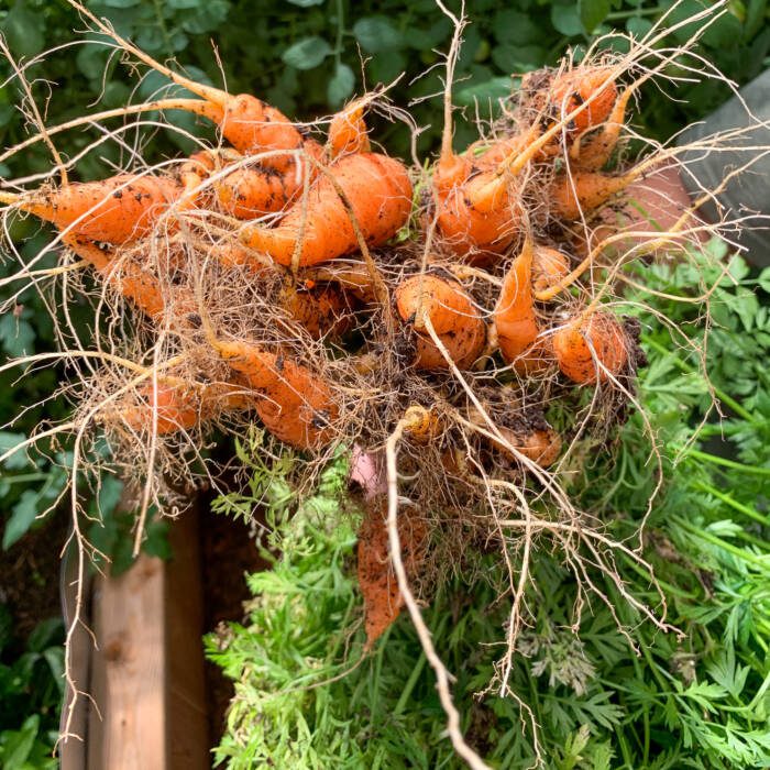 Baby carrots harvested in Growing Dome greenhouse