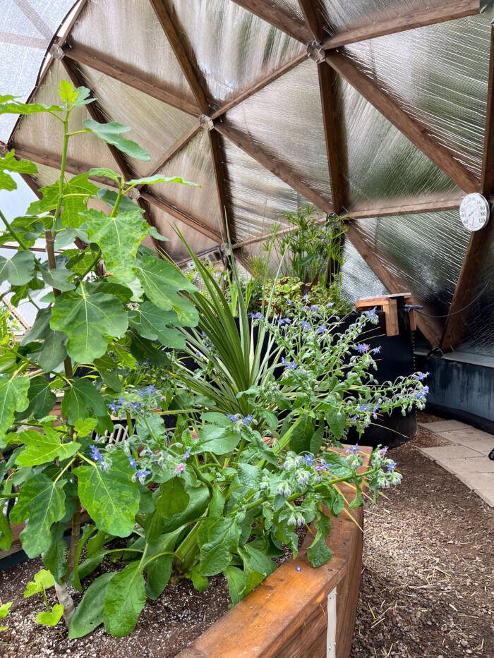 borage plant in dome