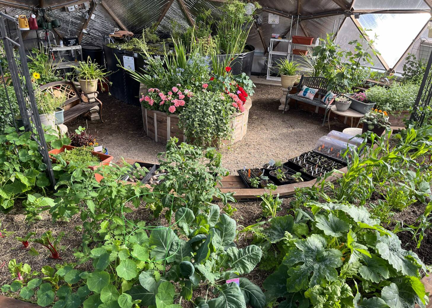 Summer plants growing in a Growing Dome