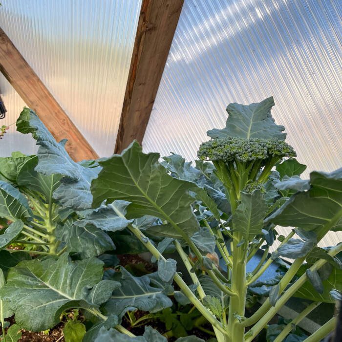 Broccoli plant in a Growing Dome greenhouse
