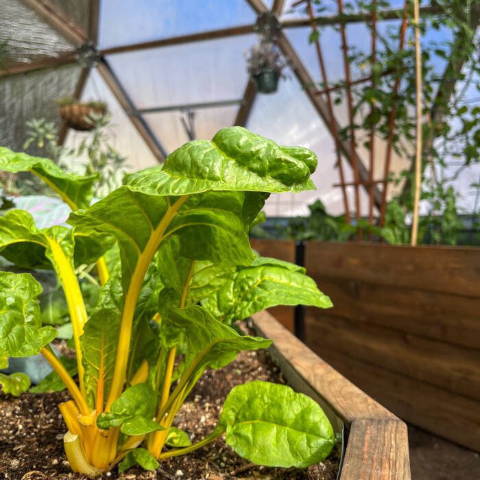 Yellow chard plant in Growing Dome greenhouse