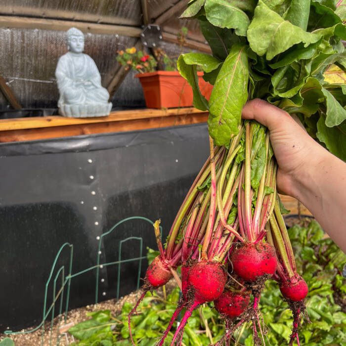 Chioggia beets harvested in Growing Dome greenhouse