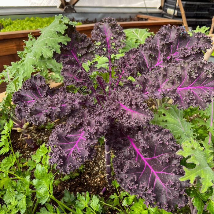 Purple Kale plant in Growing Dome greenhouse