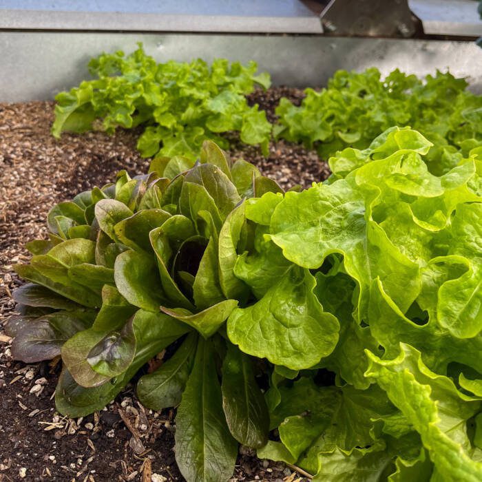 Lettuce plants in Growing Dome greenhouse