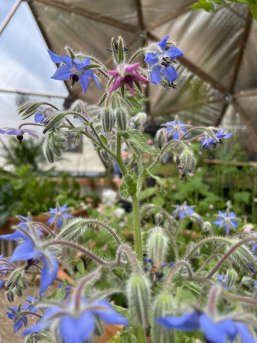 borage plant growing in a greenhouse