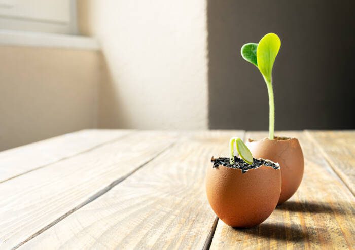 Seedlings growing in an eggshell