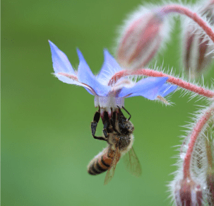 bee gathering pollen from a borage flower