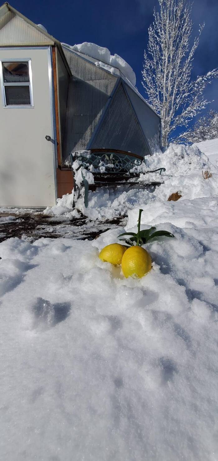 lemons in the snow