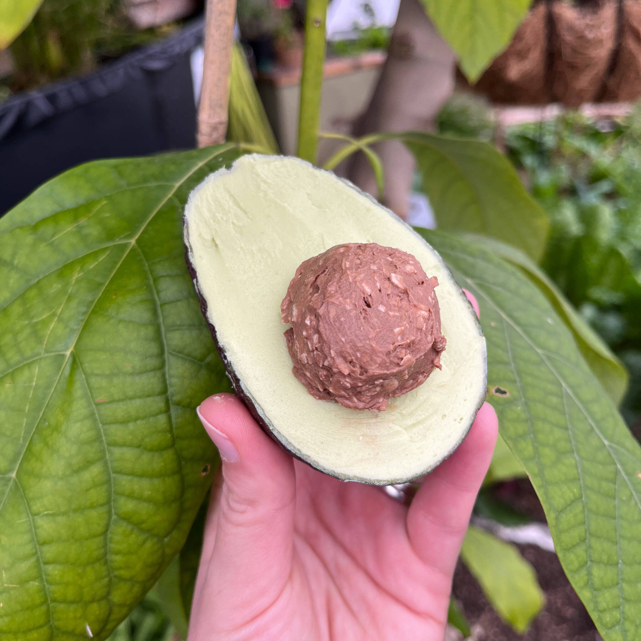 Dairy Free Avocado Ice Cream