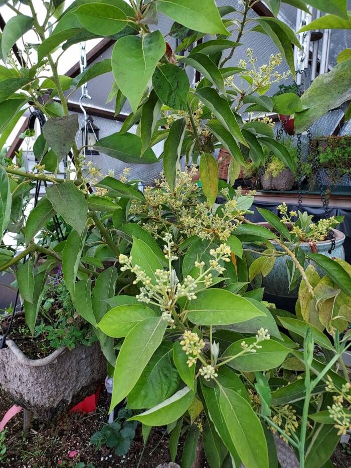 avocado blossoms