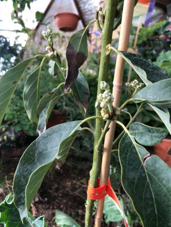 avocado tree