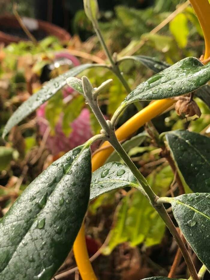 Avocado tree in a Growing Dome