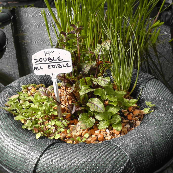 2 - Growing Spaces Greenhouses Floating planter in a pond filled with all edible plants