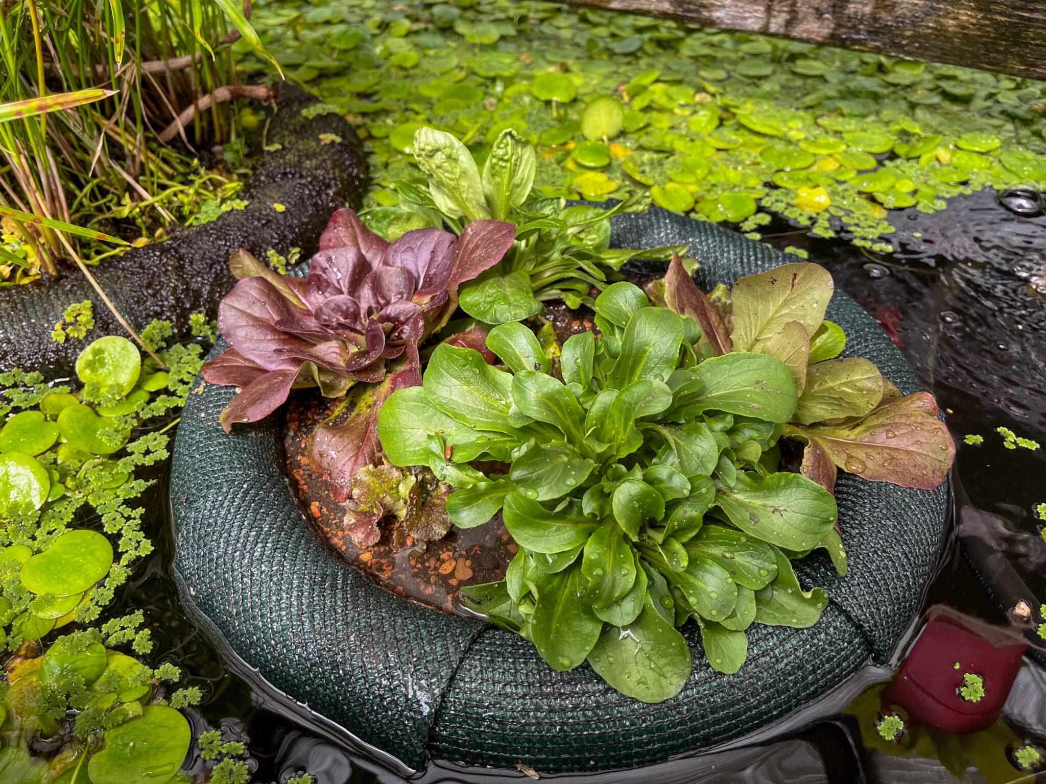 Lettuces planted in a floating garden planter in a greenhouse pond