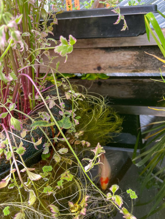 IMG_6993 - Growing Spaces Greenhouses Fish in a pond swimming through the roots of a water celery plant that are hanging in the water