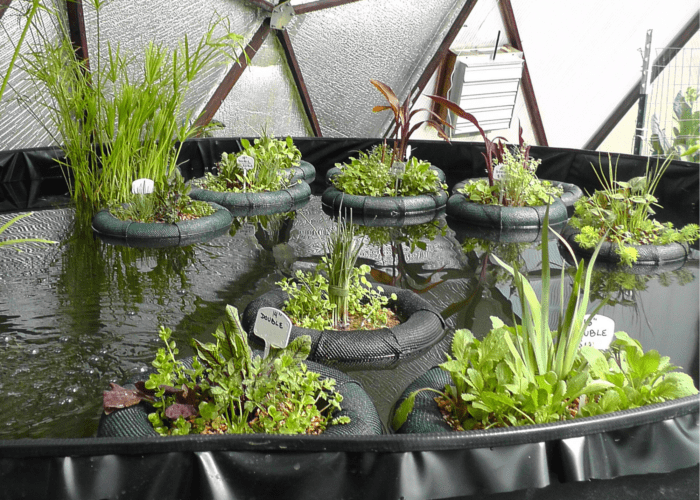 Floating Pond Planters - Growing Spaces Greenhouses Multiple mini floating gardens in a large greenhouse pond planted with marginal and bog plants, both edible and ornamental