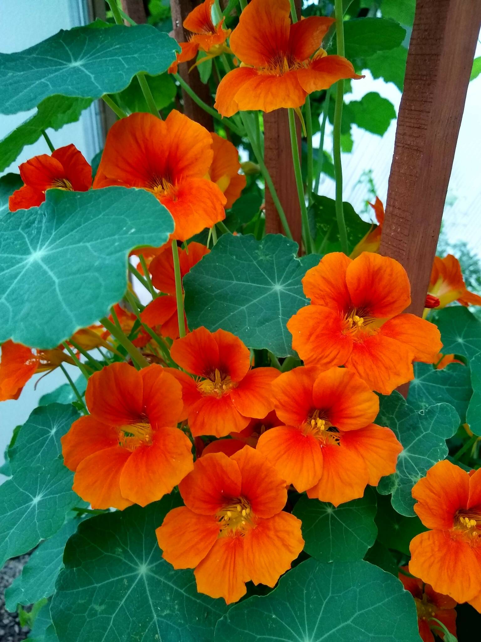 IMG_20210521_080855345_HDR - Growing Spaces Greenhouses nasturtium climbing a trellis