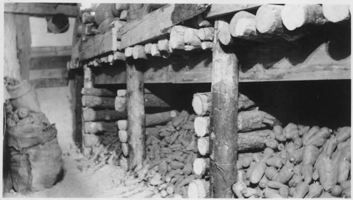 black and white photo of a root cellar stocked with potatoes and logs used to support shelving
