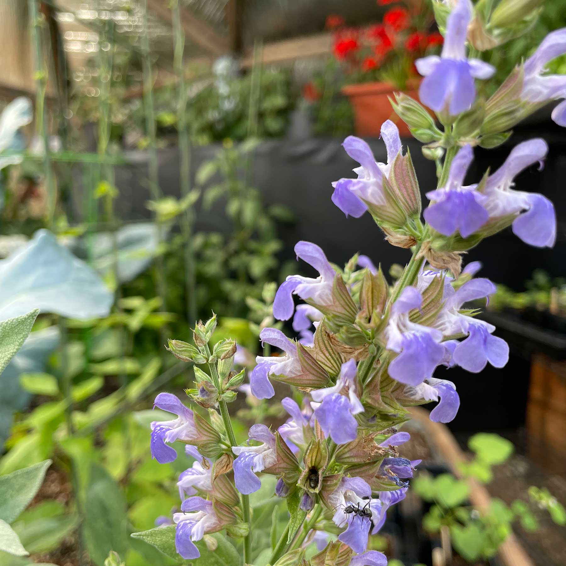 ants on a purple flower in a Growing Dome you can see other plants, flowers and the above ground pond in the background