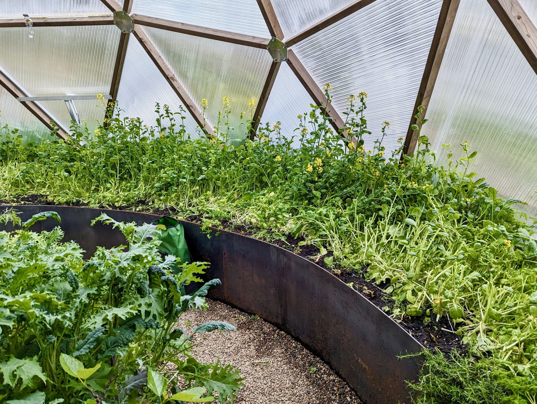 Edible garden inside a Growing Dome greenhouse