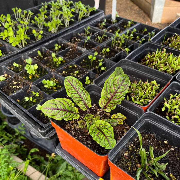 IMG_1096 - Growing Spaces Greenhouses Sorrel seedling and other newly germinated crops in 4" and 2" pots