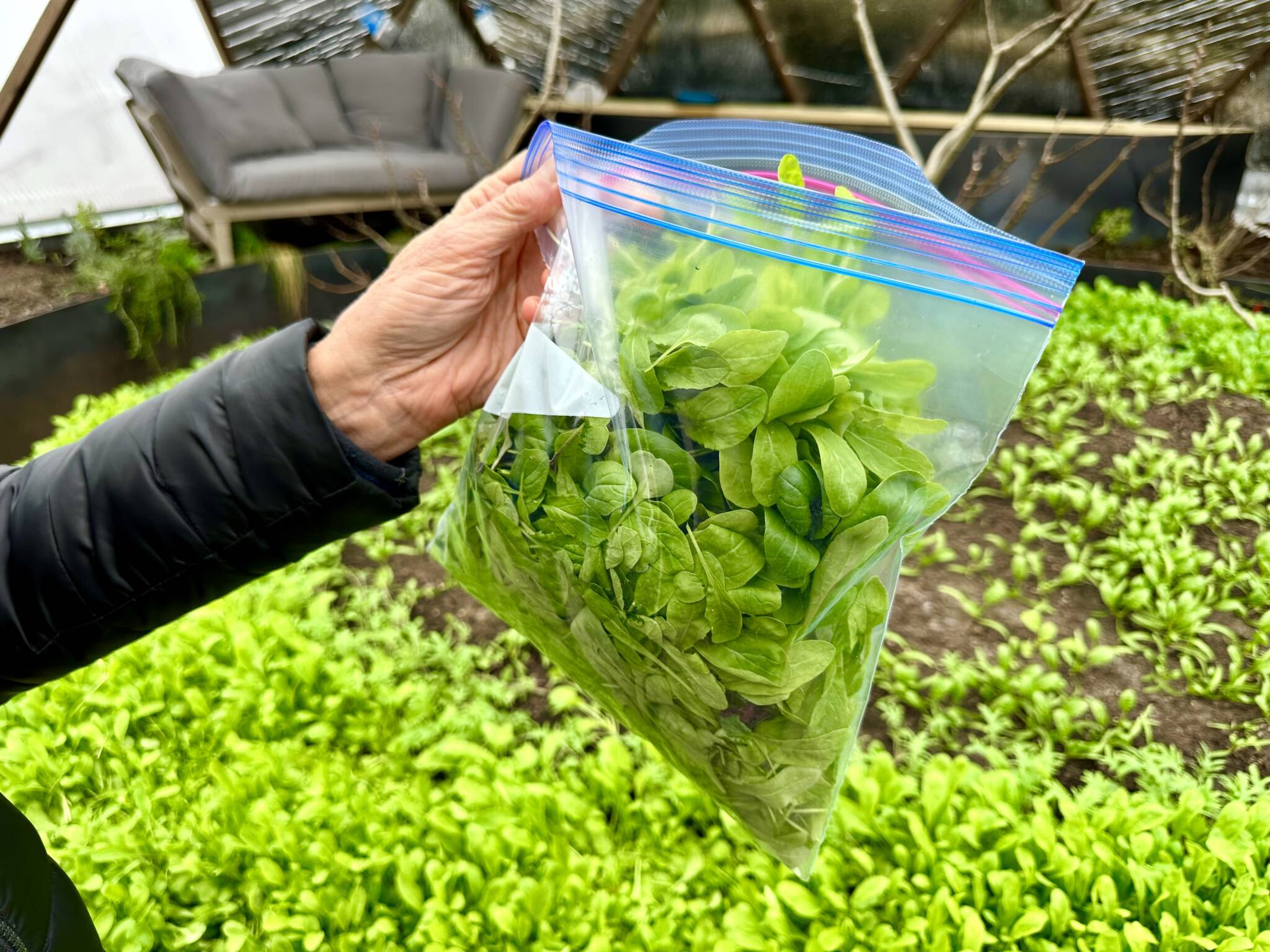 Harvesting vegetables for the neighbors
