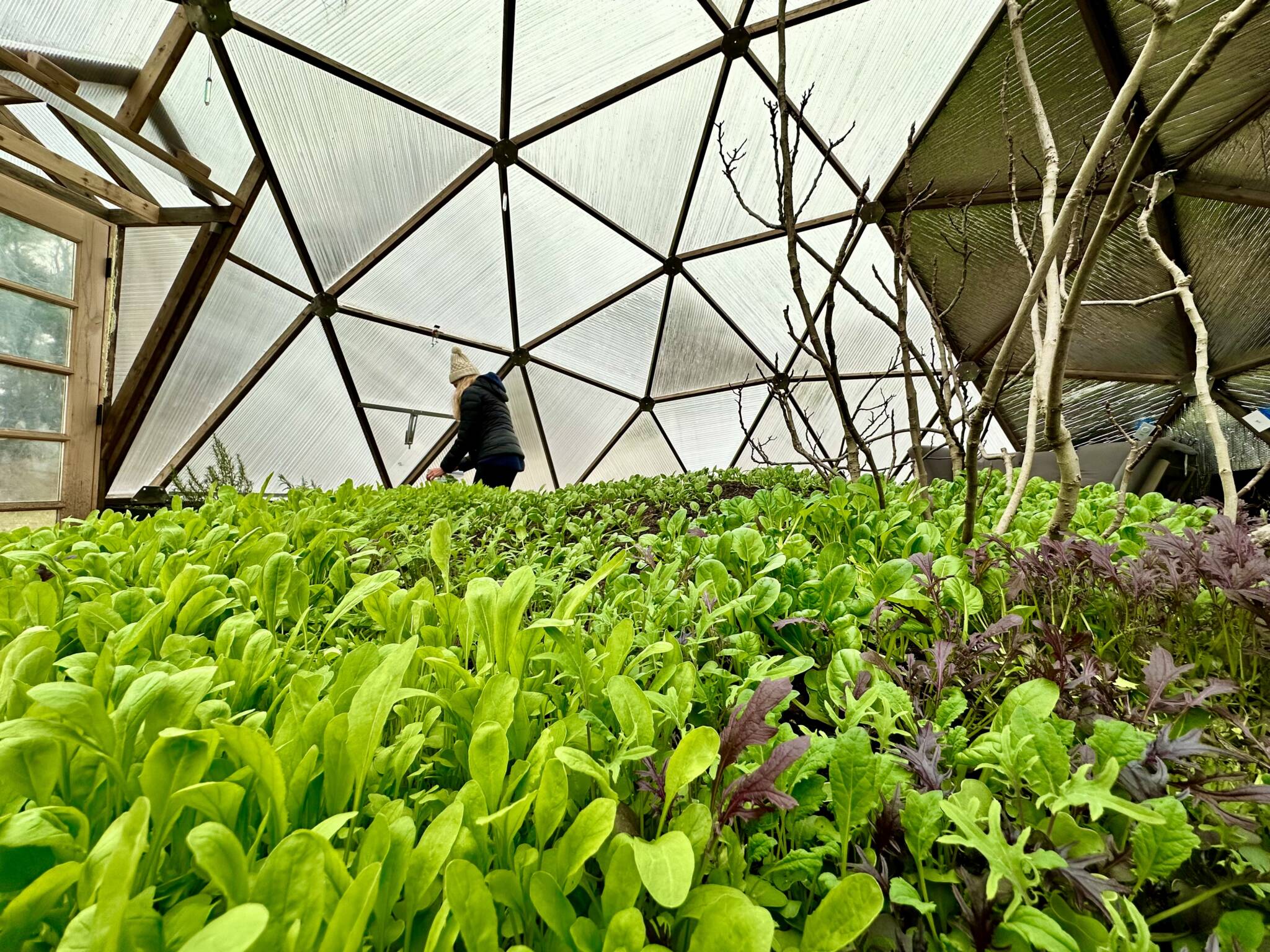 Leafy greens growing inside a Growing Dome greenhouse