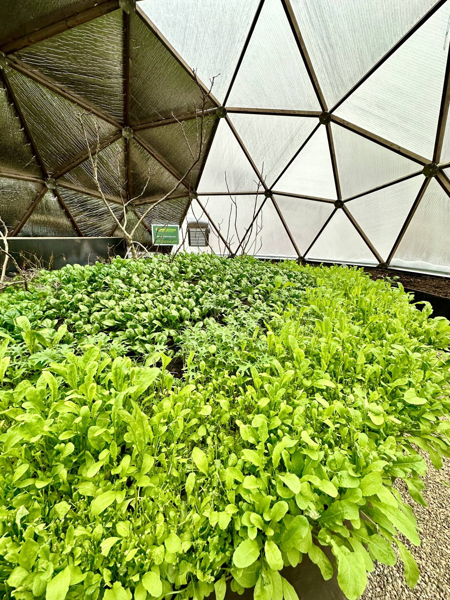 Vegetables growing inside a Growing Dome greenhouse