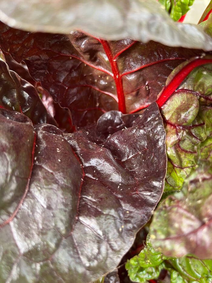 IMG_2387 - Growing Spaces Greenhouses Whiteflies on a chard plant with vibrant red stem and dark purple leaves