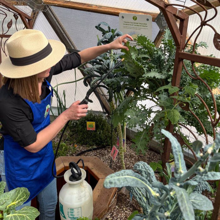 IMG_2411 - Growing Spaces Greenhouses Gardener with straw hat and royal blue apron applying a chili pepper spray to manage aphids with organic pest management