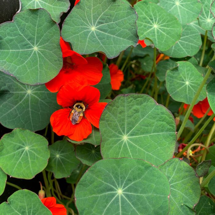 IMG_3432 - Growing Spaces Greenhouses Bright red nasturtium with bee in center collecting pollen surrounded by lush green leaves